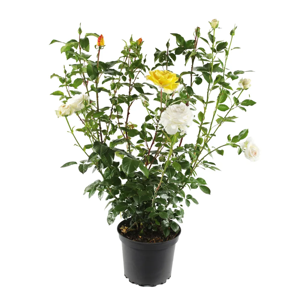 Rosier duo monovariétal : pot 7.5L